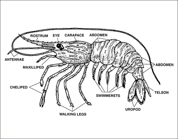 Shrimp Diagram